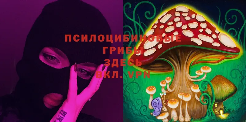 Галлюциногенные грибы Psilocybine cubensis  Кунгур 